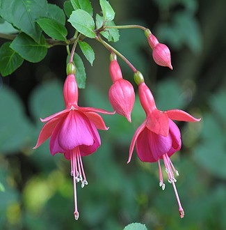 Fuchsia x hybrida