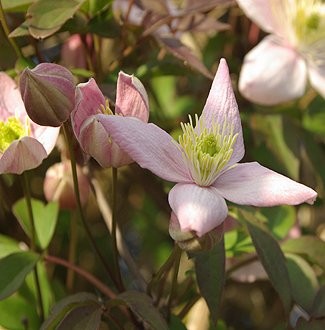 Clematis montana