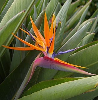 Strelitzia reginae