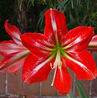 Hippeastrum vittatum