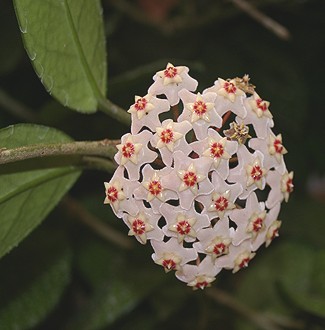 Hoya carnosa