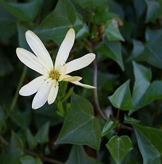 Senecio macroglossus