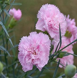 Dianthus chinensis