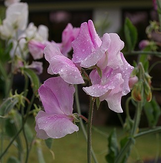 Lathyrus odoratus