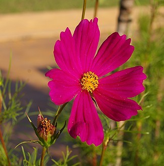 Cosmos bipinnatus