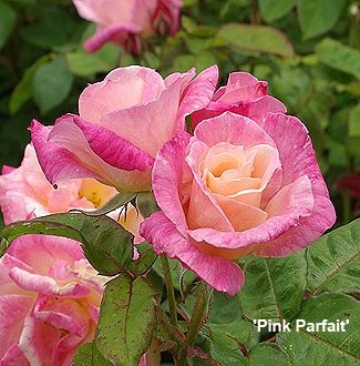 Rosa species Grandiflora