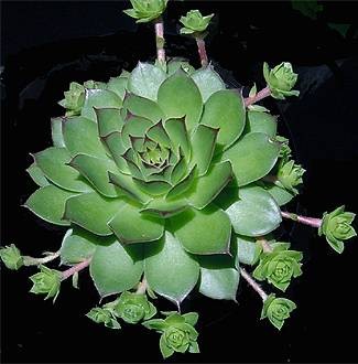 Echeveria species