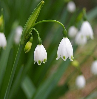 Leucojum vernum