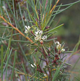 Hakea propinqua