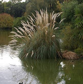 Cortaderia selloana