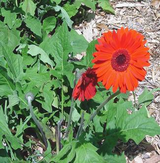 Gerbera jamesonii