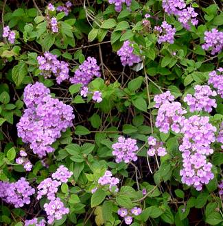 Lantana montevidensis