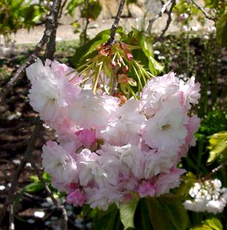 Prunus serrulata