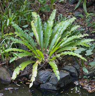 Asplenium australasicum