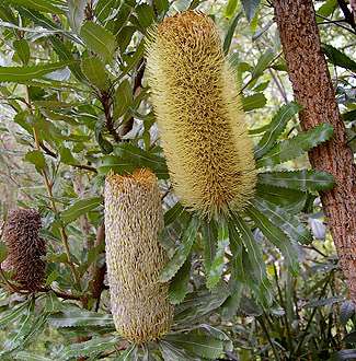 Banksia serrata