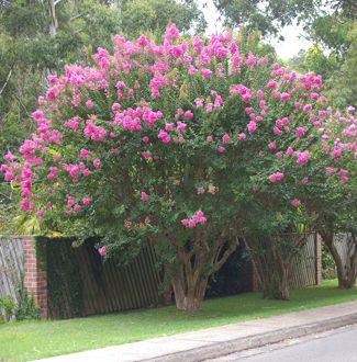 Lagerstroemia indica