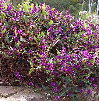 Hardenbergia violacea