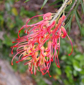 Grevillea banksii