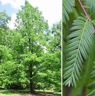 Metasequoia glyptostroboides