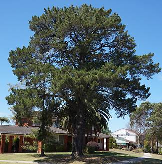 Pinus radiata