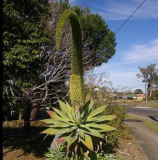 Agave attenuata