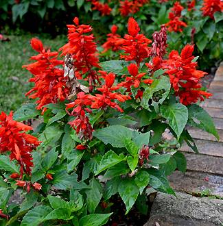 Salvia splendens