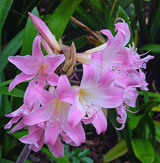 Amaryllis belladonna