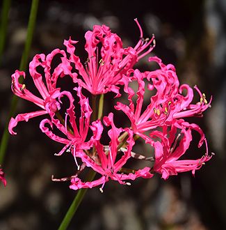 Nerine bowdenii