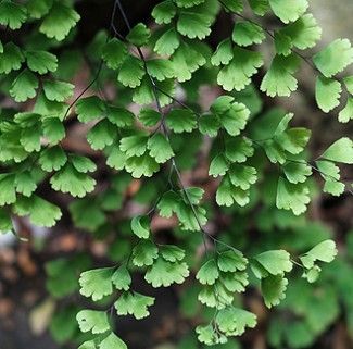 Adiantum raddianum