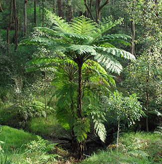 Cyathea australis