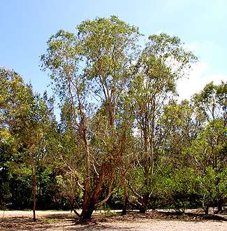 Eucalyptus viminalis