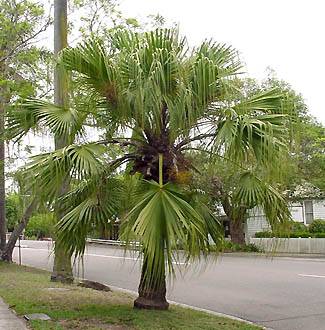 Livistona chinensis