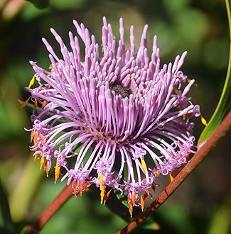 Isopogon cuneatus