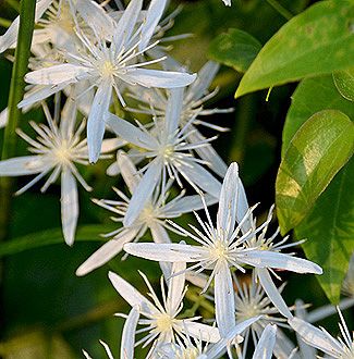 Clematis aristata