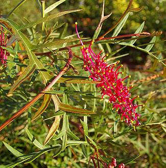 Grevillea 'Bronze Rambler'