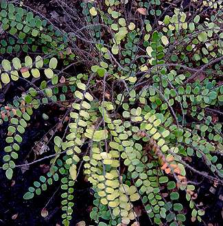 Pellaea rotundifolia