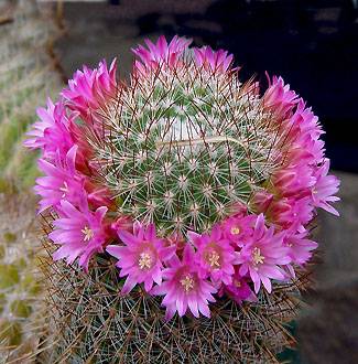 Mammillaria matuda