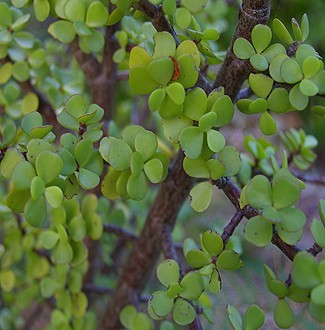 Portulacaria afra