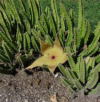 Stapelia gigantea