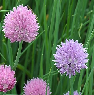 Allium schoenoprasum