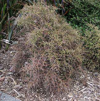 PlantFile